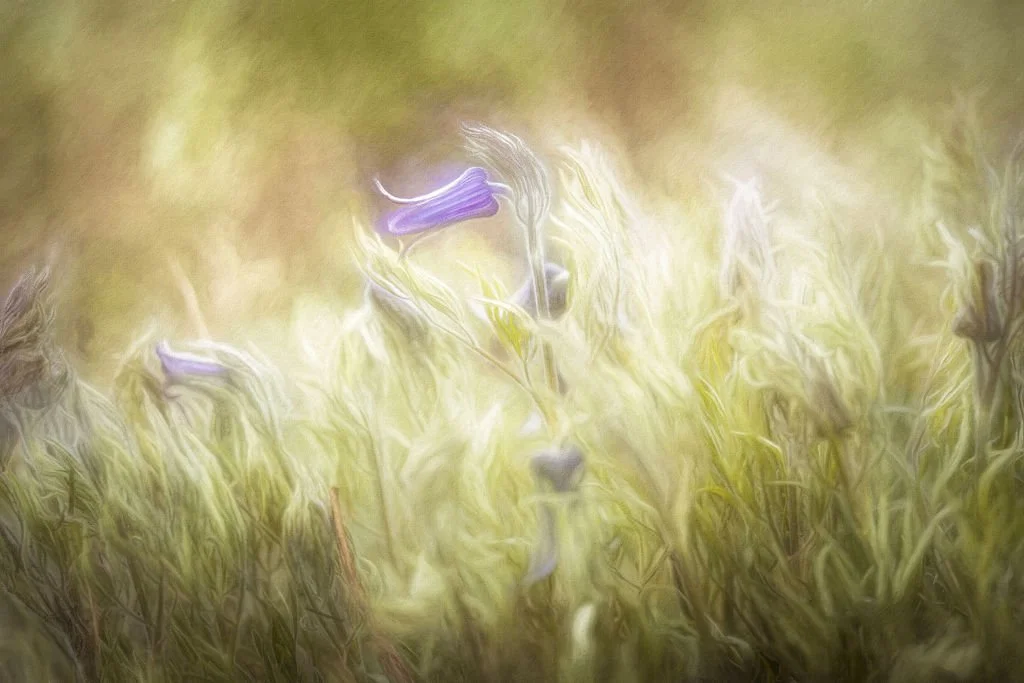 PURPLE SUGAR BOWL CLEMATIS WILDFLOWERS IN GOLDEN MEADOW