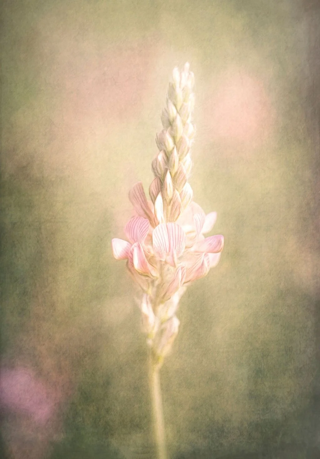SAINFOIN WILDFLOWER PHOTO – SOFT PINK BLOOM WITH PAINTERLY TEXTURE 
