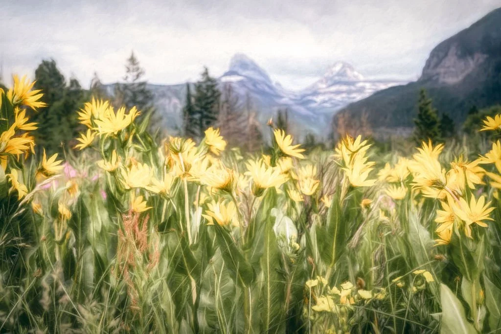 GOLDEN WILDFLOWERS WITH TETON MOUNTAIN BACKDROP