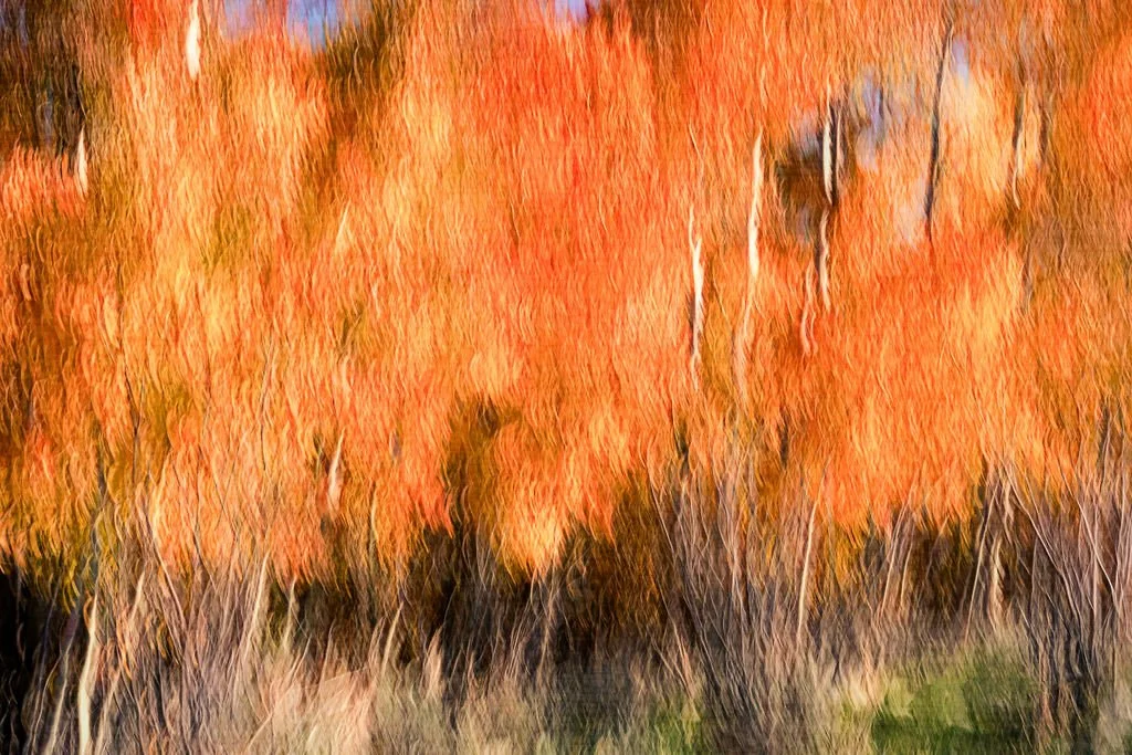 AUTUMN FIRE