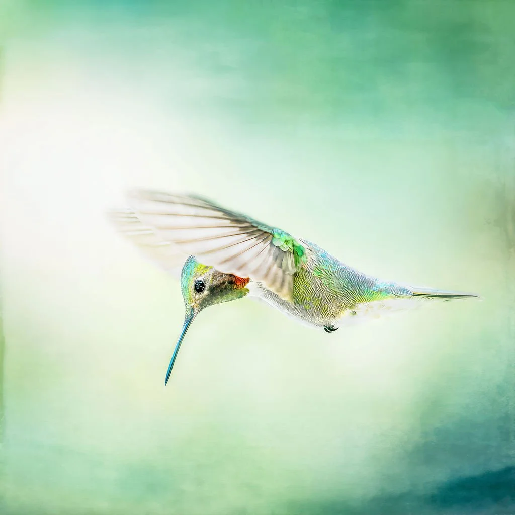 ELEGANT HUMMINGBIRD IN FLIGHT WITH SUNLIT WINGS 
