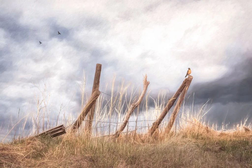 robin-on-fence-stormy-sky-RE-EDIT-16-BITScopy.jpg