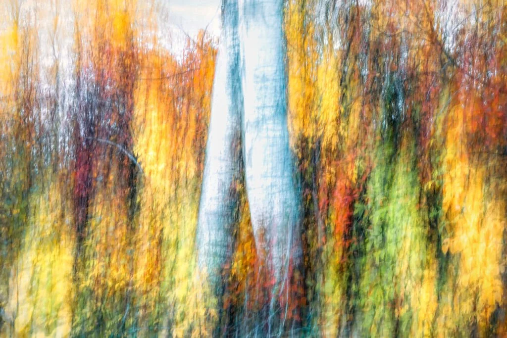COLORFUL AUTUMN ASPEN TREE ABSTRACT PHOTO WITH VIBRANT FALL FOLIAGE AND TEXTURED BARK