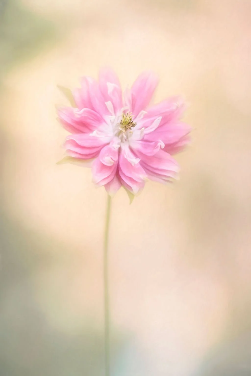 SOFT PINK DOUBLE COLUMBINE FLOWER AGAINST A DREAMY PASTEL BACKGROUND