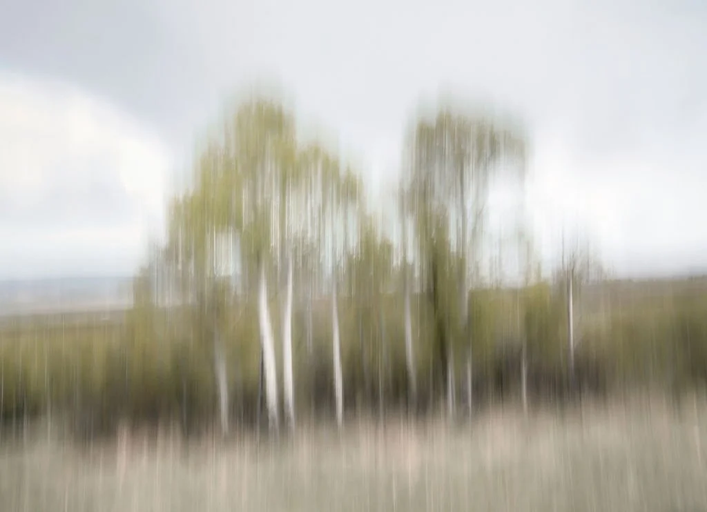 QUIET LIGHT AMONG ASPENS