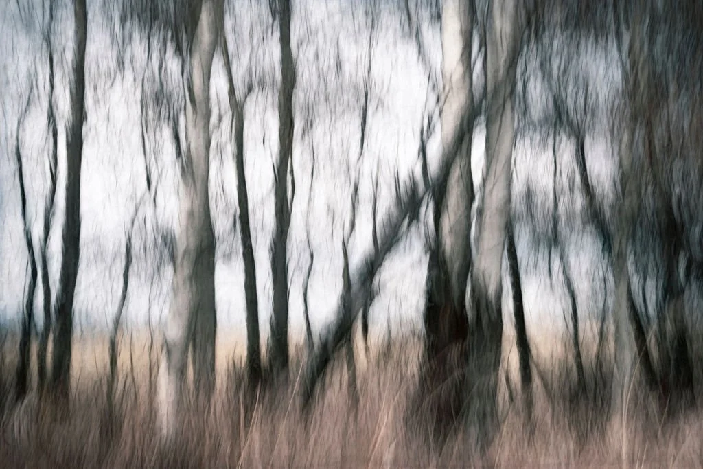 SILENT FOREST ECHOES