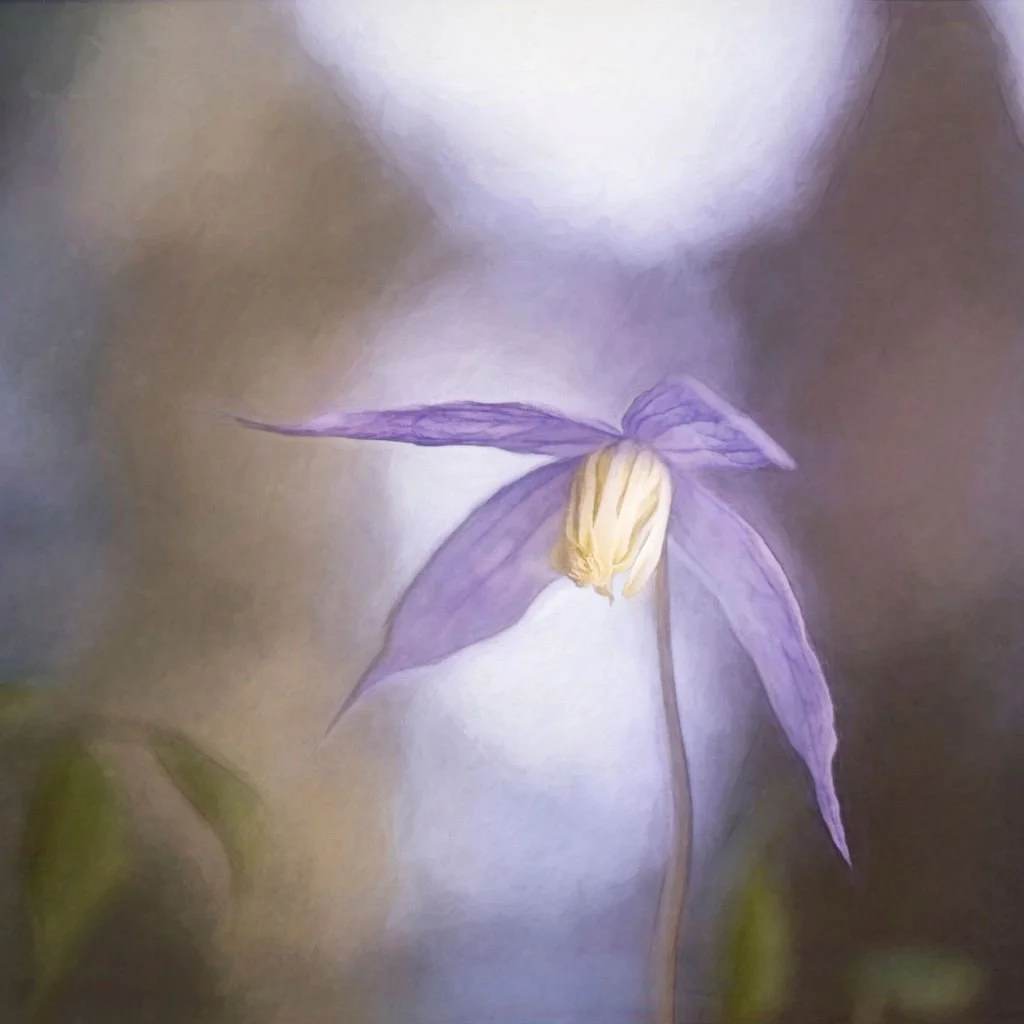 PAINTERLY PURPLE CLEMATIS FLOWER ON VINE – BOTANICAL CANVAS ART PRINT