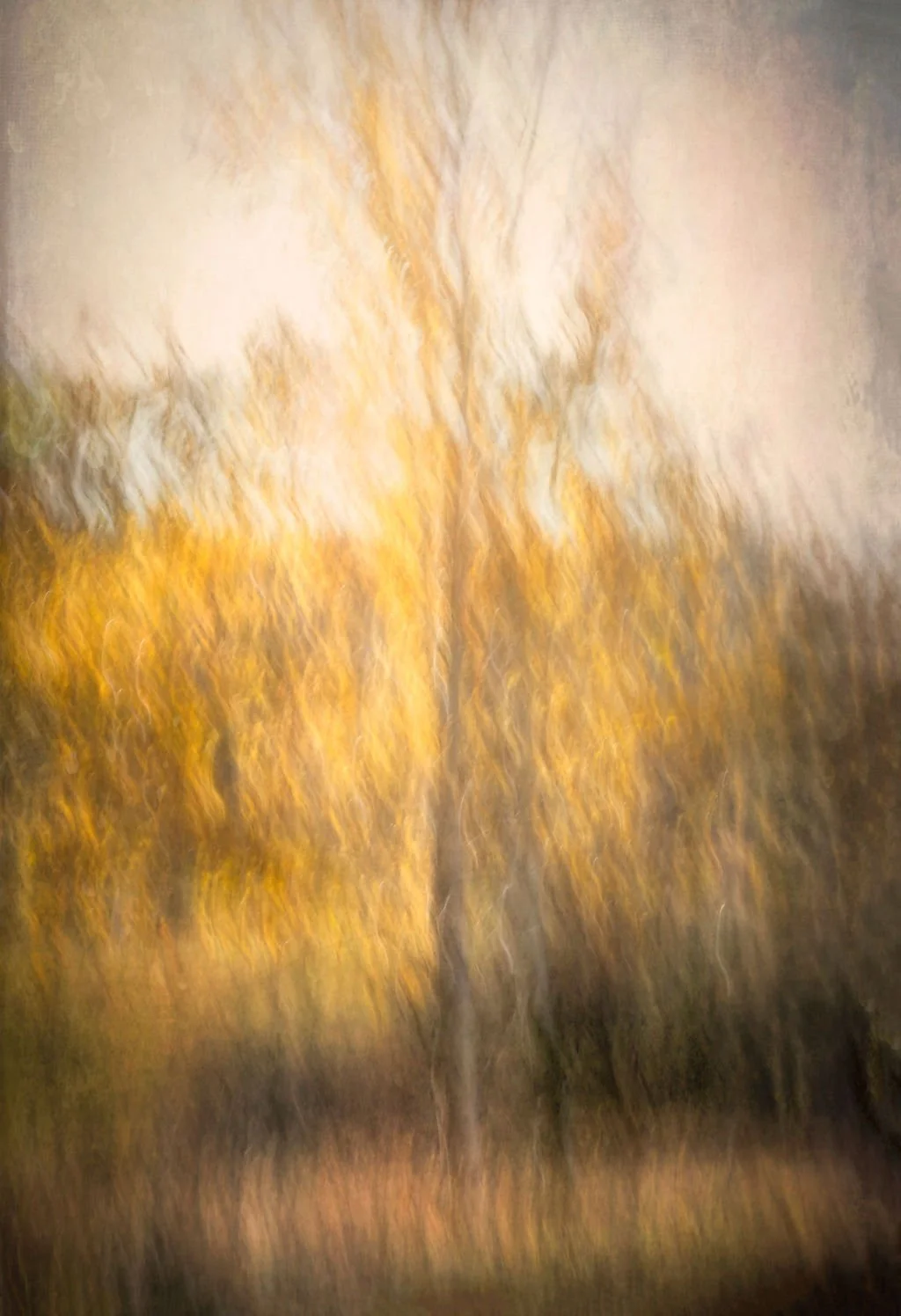 SOFT GOLDEN ASPEN TREE ABSTRACT PHOTO WITH DREAMY FALL COLORS AND TEXTURED LIGHT