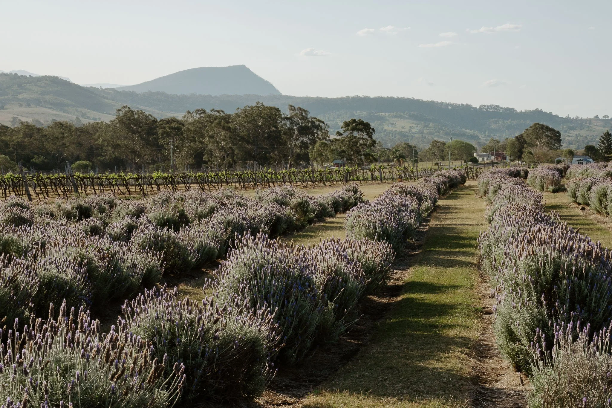 Lavender Farm Editorial Wedding-31.jpg