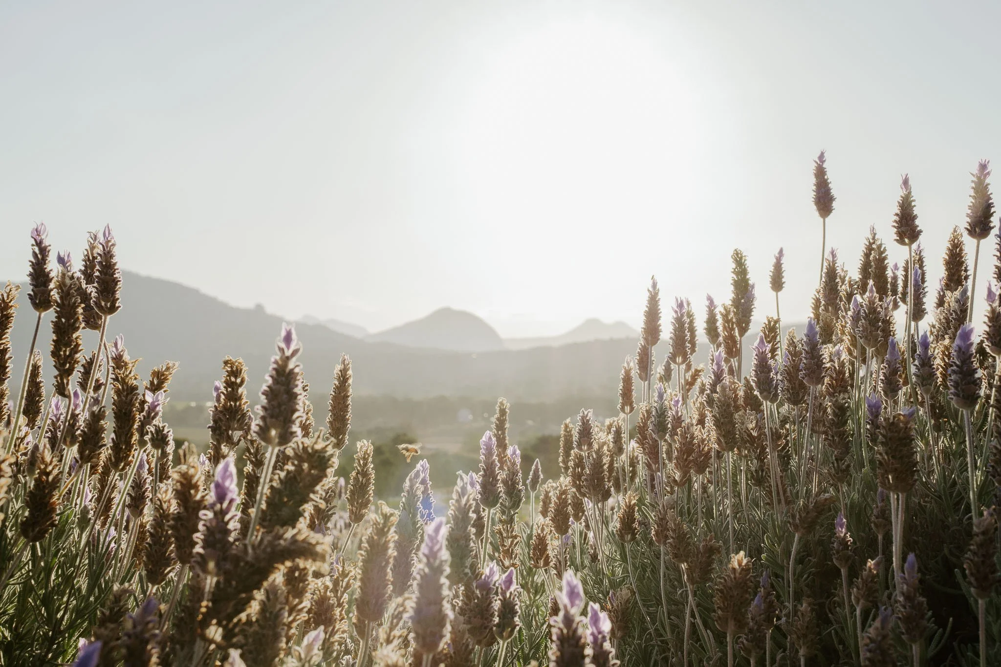 Lavender Farm Editorial Wedding-24.jpg