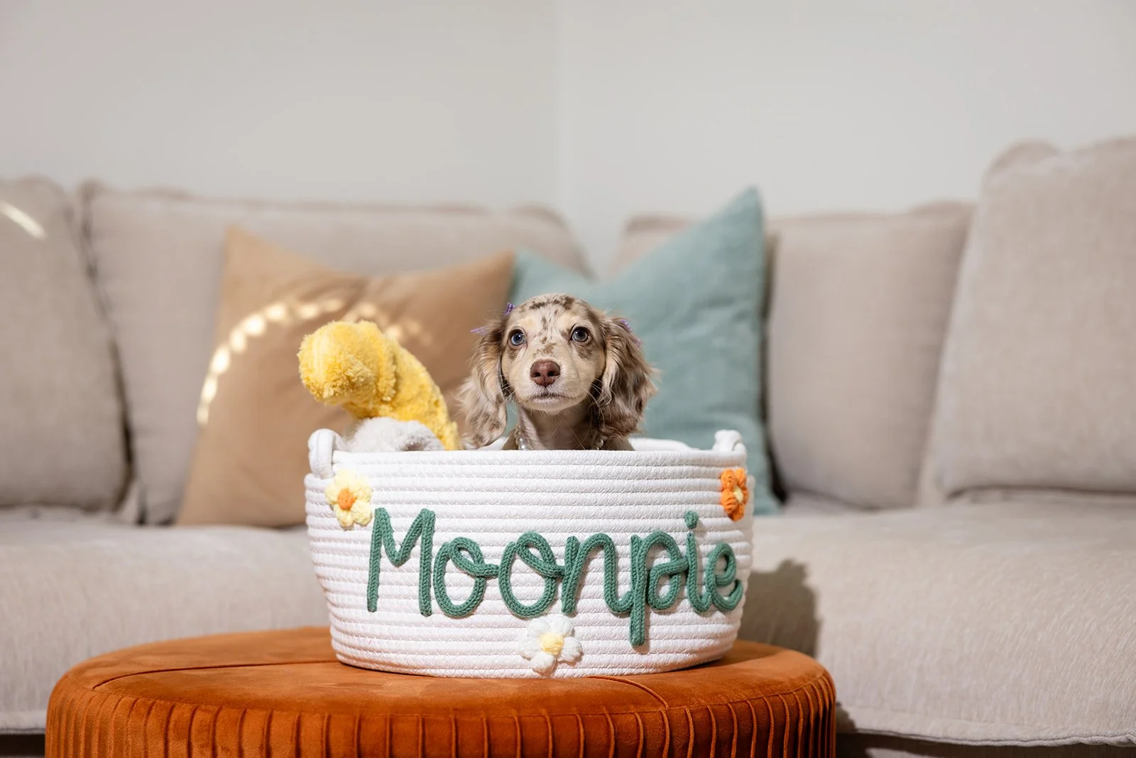 Cute puppy sitting inside a white basket with green embroidered name 'Moony' on it, on a wooden table in front of a beige sofa with pillows.