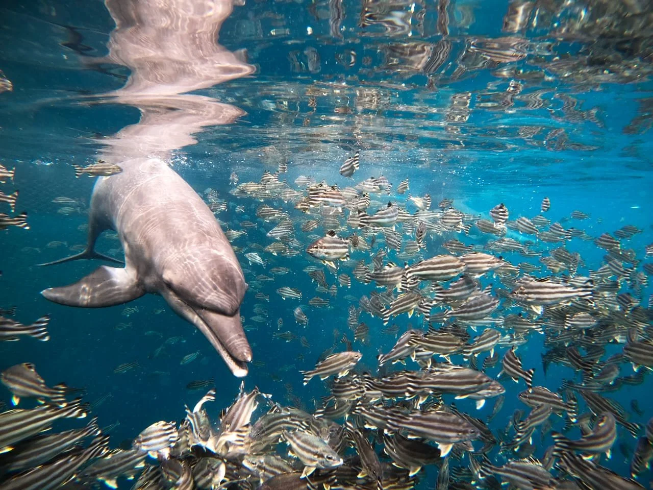 From Chains to the Deep: The Final Fight for The Circus Dolphins Freedom