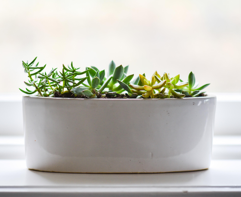 A white ceramic planter containing green and yellow succulent plants, placed on a windowsill with bright natural light.