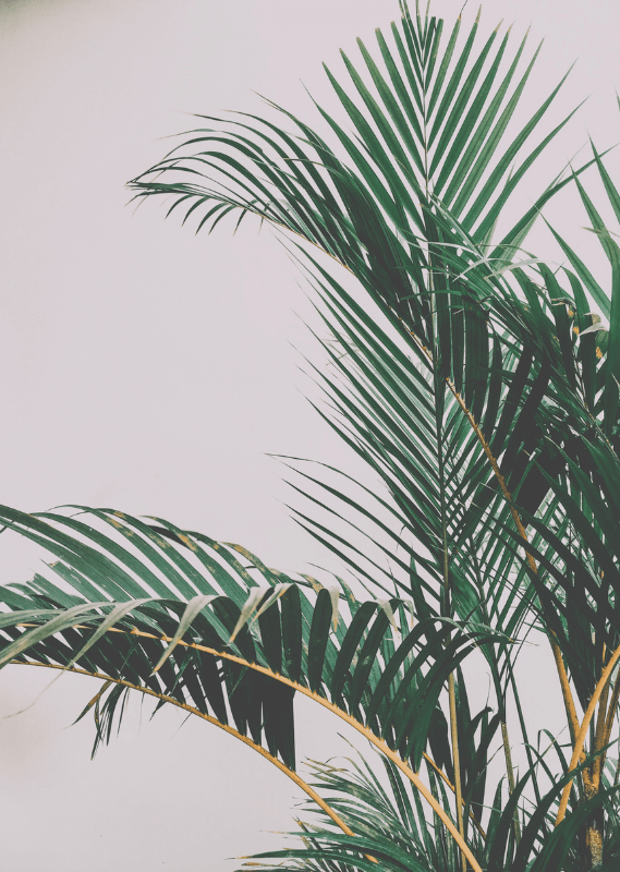 Close-up of green palm leaves against a plain, light-colored background.