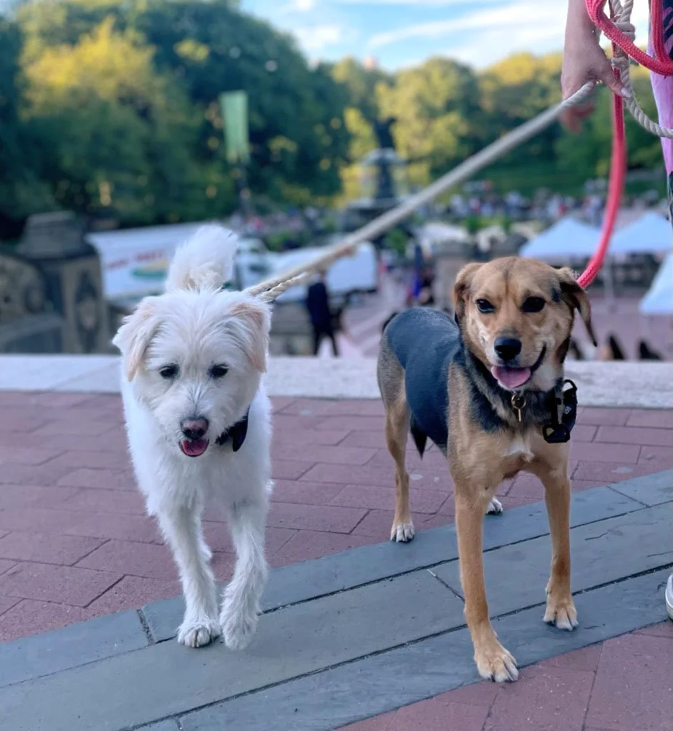 KOREAN COMMUNITY NEWS - FEB. 2025