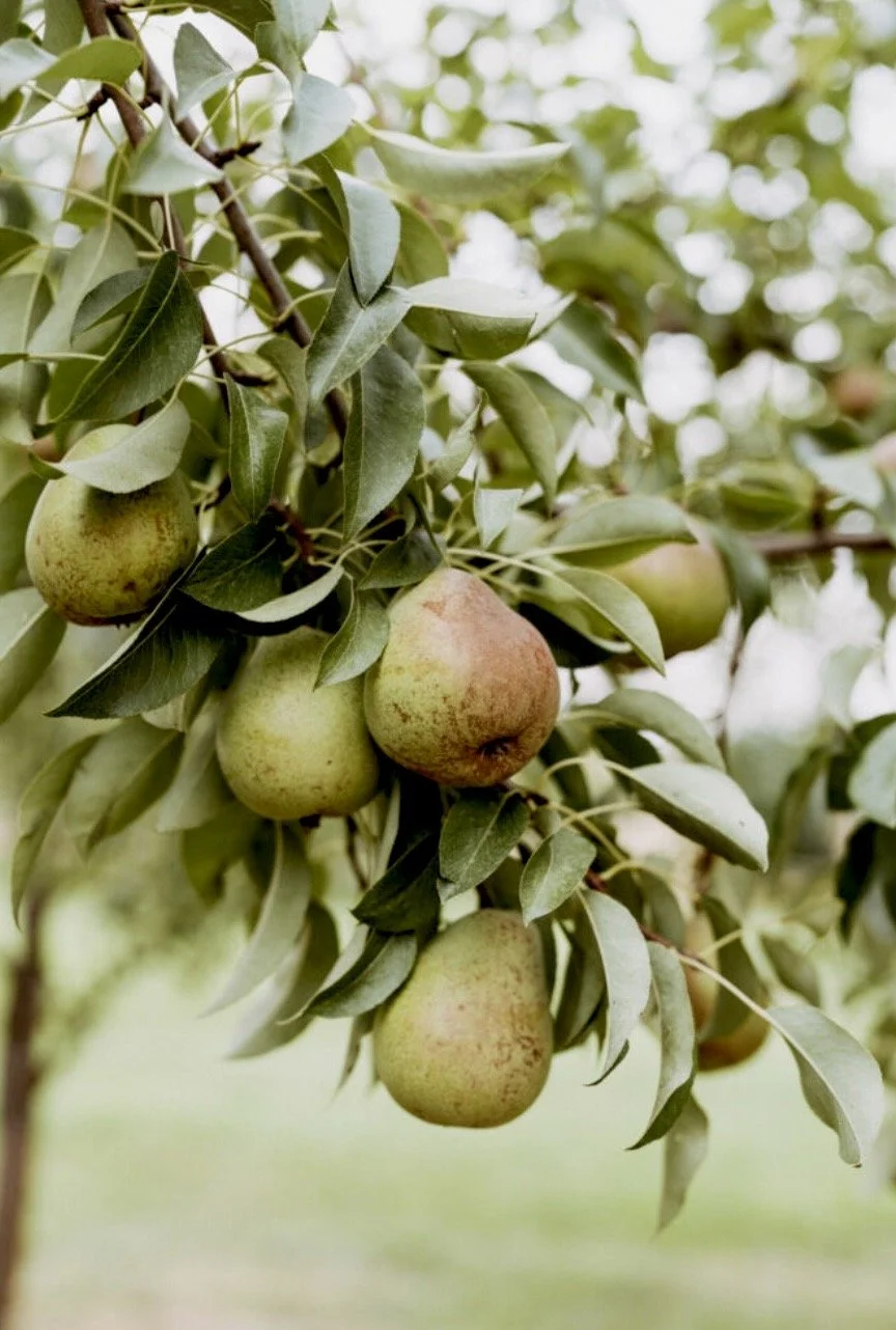 pears.jpg
