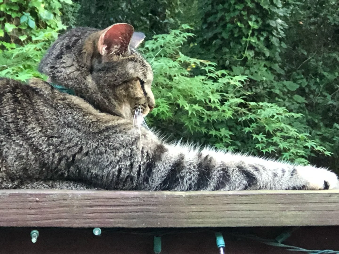 And now we&rsquo;ve lost our Thumbelina, the beautiful, beloved torbie girl who was the yin to the yang of her sister Cinderella. She left us on Friday after 15 wonderful years and 5 months&hellip;5 months and one day after her sister. 💔 💔 We loved