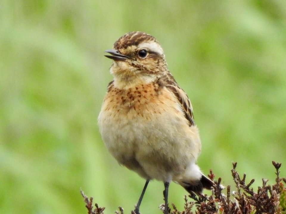 whinchat.jpg