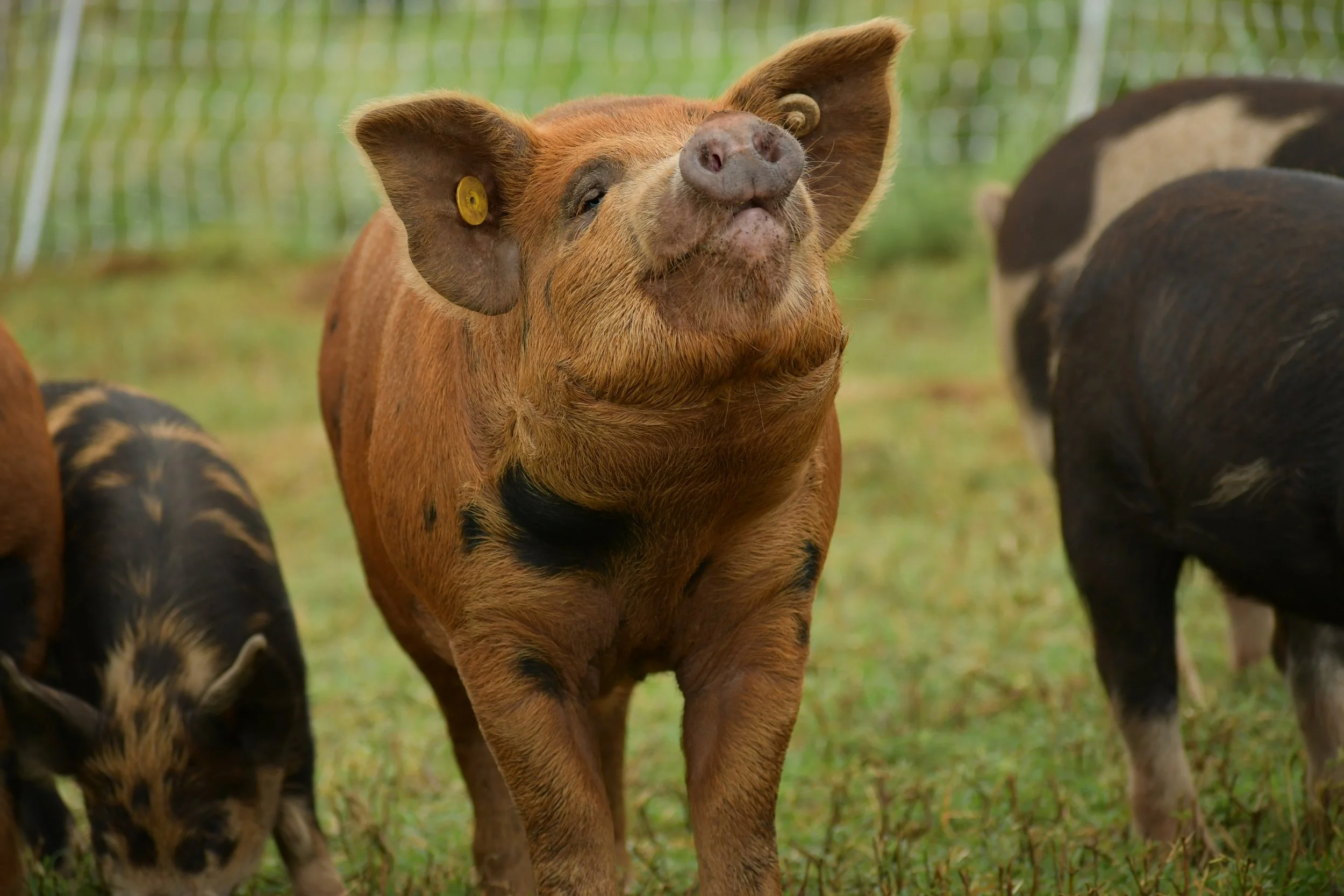 Idaho Pasture Pigs in Arkansas and Oklahoma — Southern Edition Farm