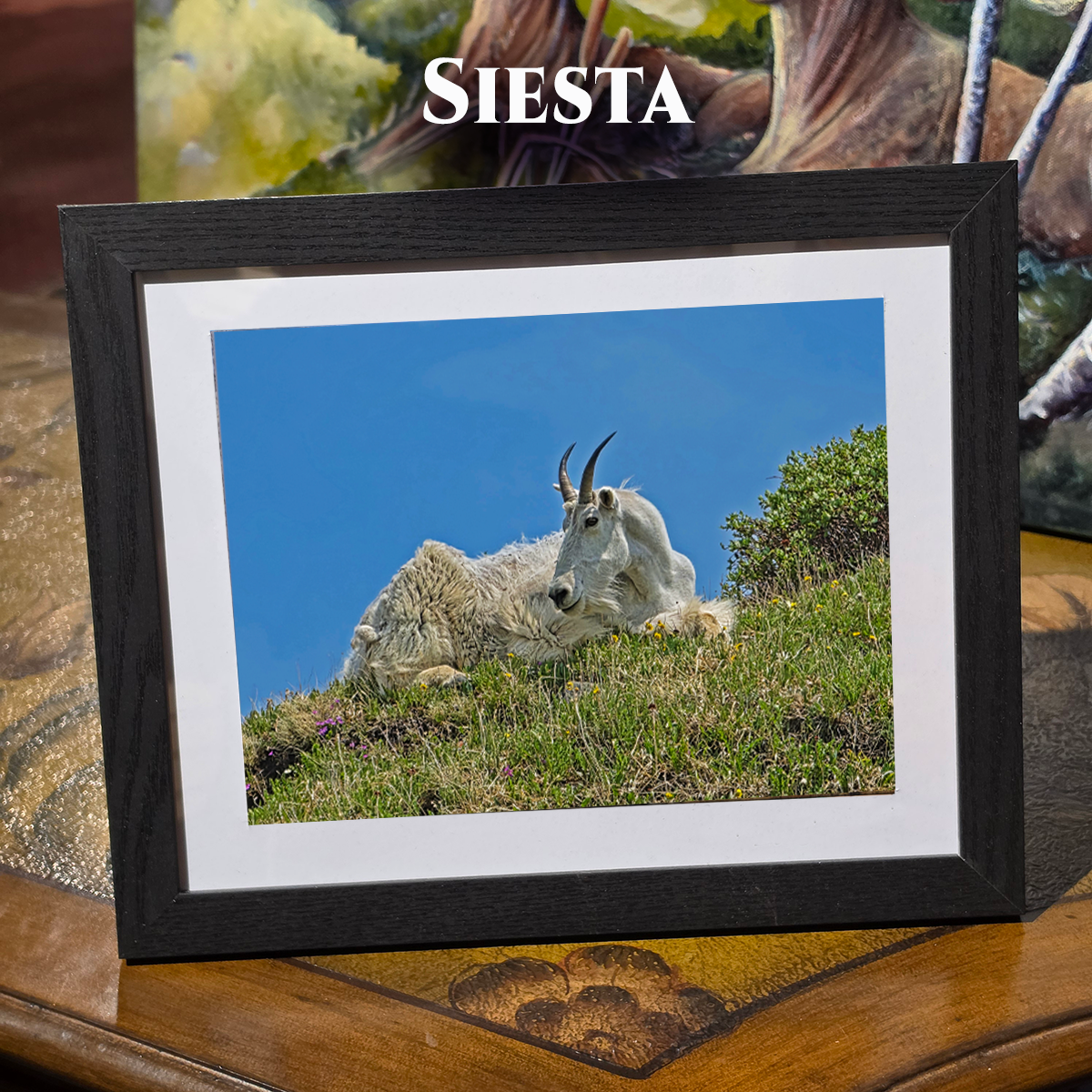 GT, Siesta.png