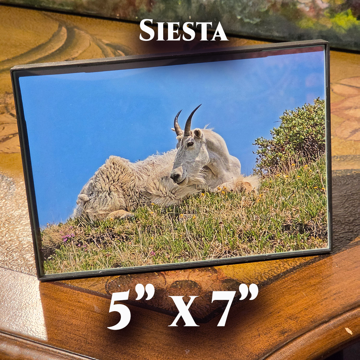 GT, Siesta (5x7).png