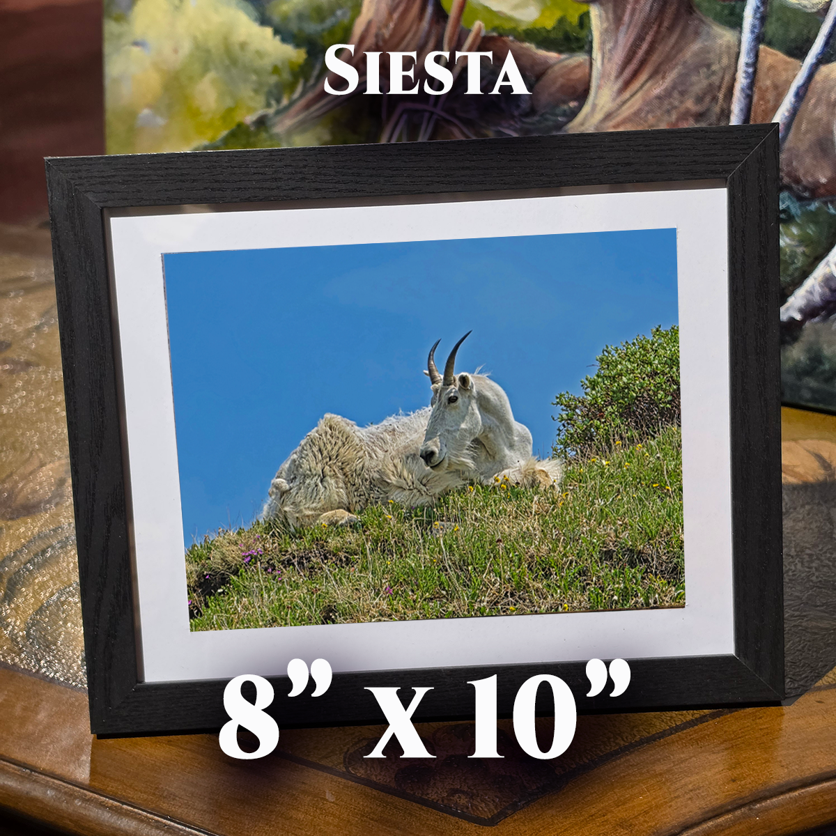 GT, Siesta (8x10).png