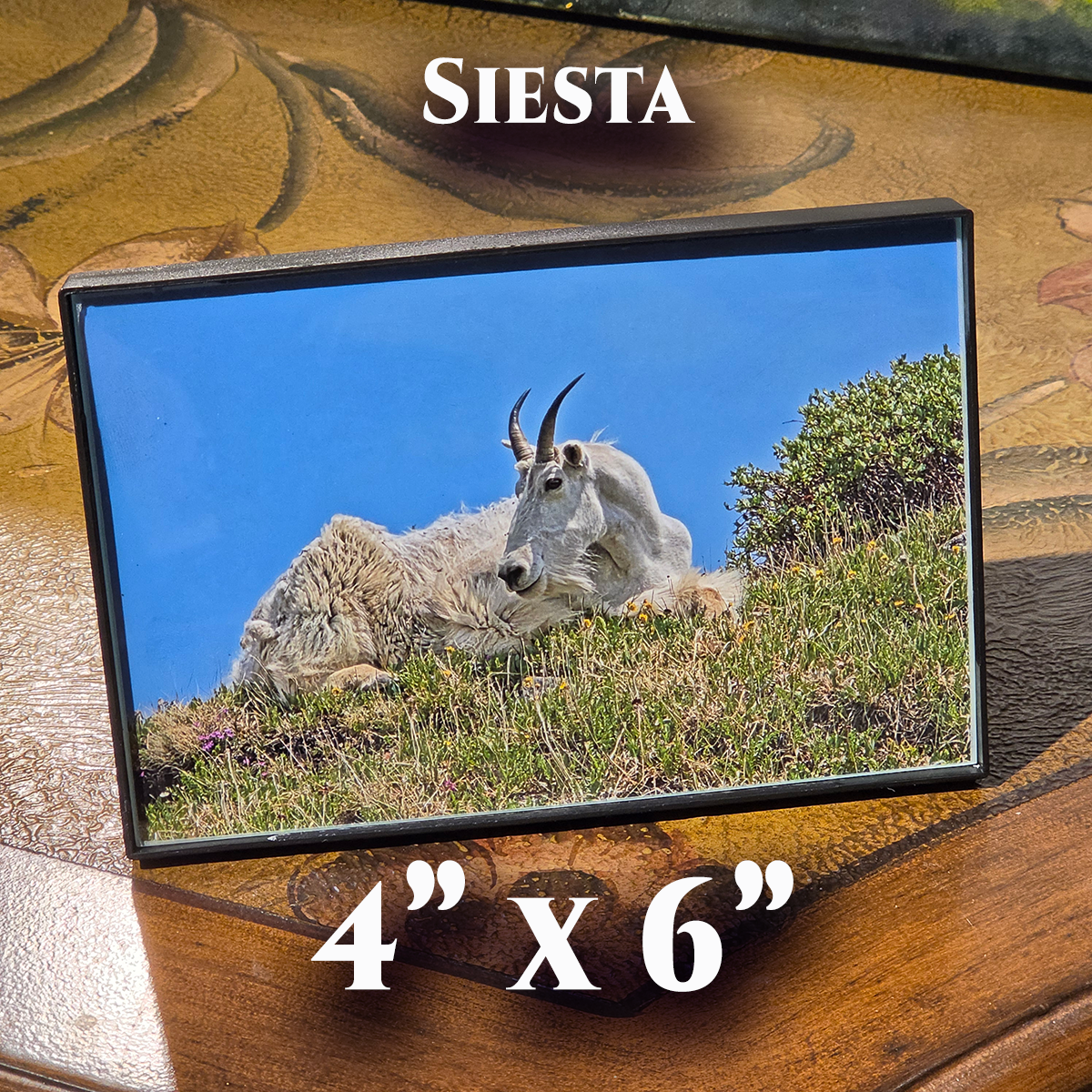 GT, Siesta (4x6).png