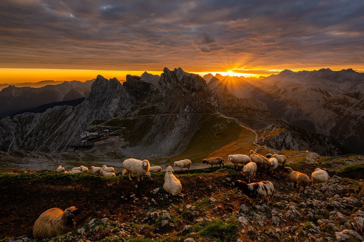 20250909_3970_schafe_karwendel.jpg