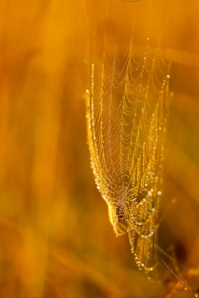 Spinnennetz mit Spinne im Herbst mit Tautropfen im Karwendel.