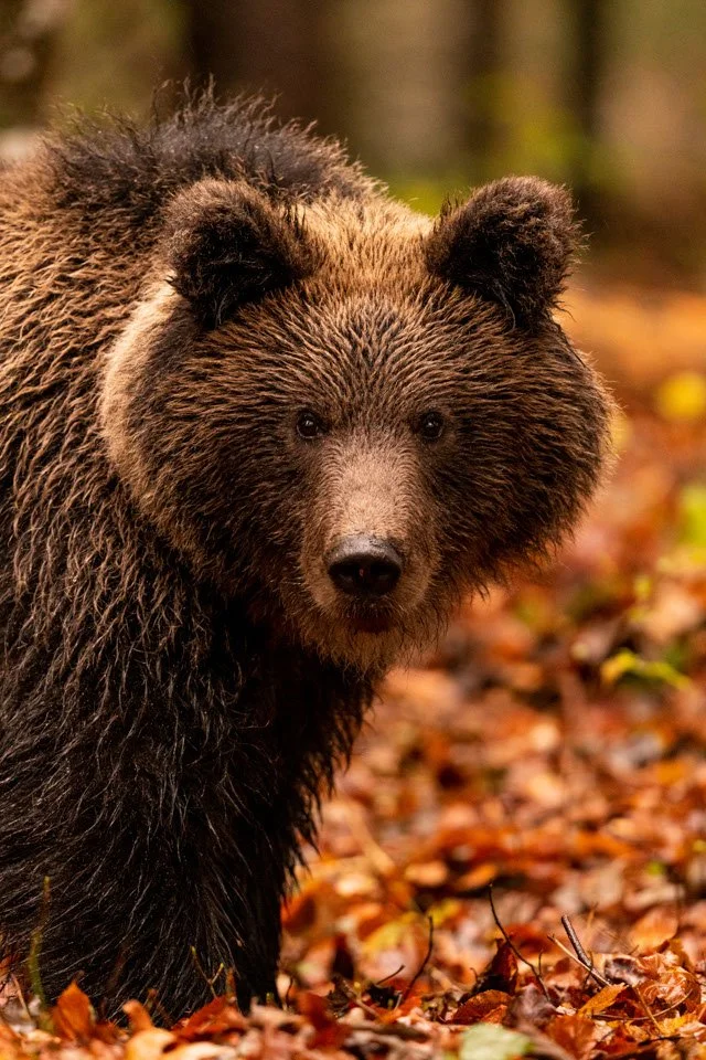 Nasser Braunbär im Portrait