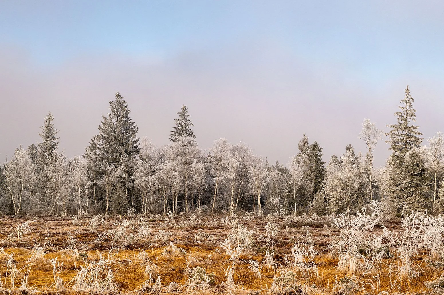 Bunte Herbstfarben im Moor bei Raureif im Winter.