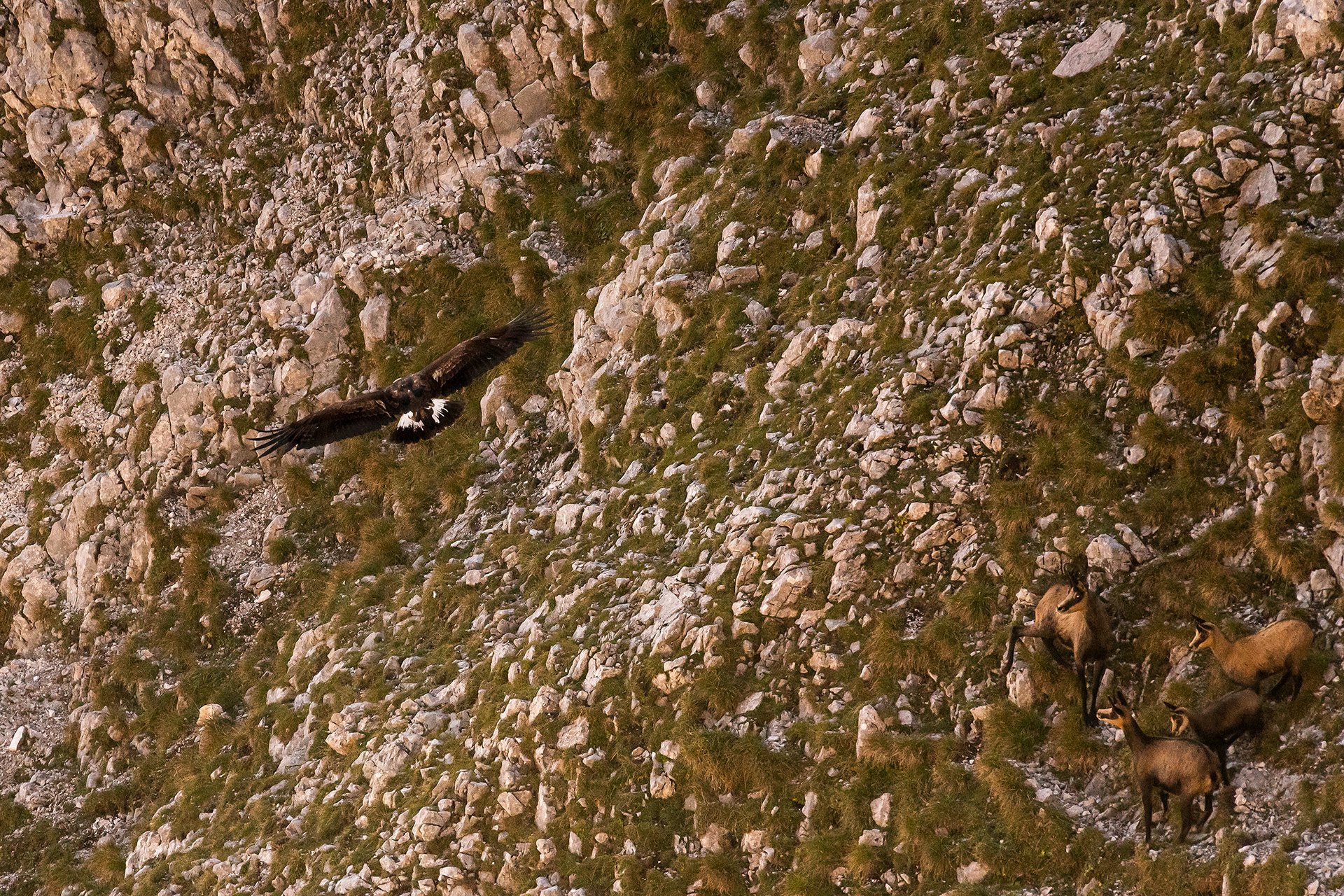 20180911_0188_steinadler_und_beute.jpg