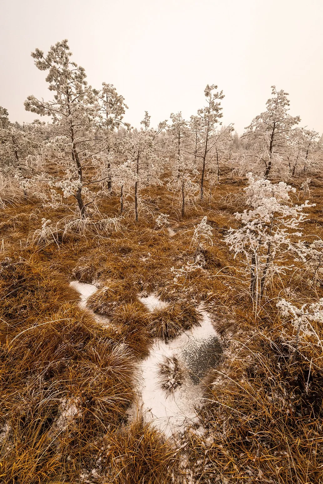 Winterliches Moor im Nebel