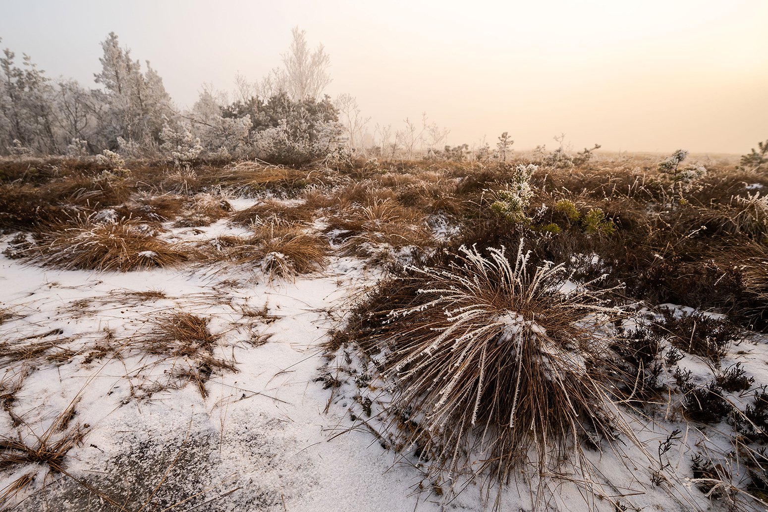 Moorgäser im Raureif