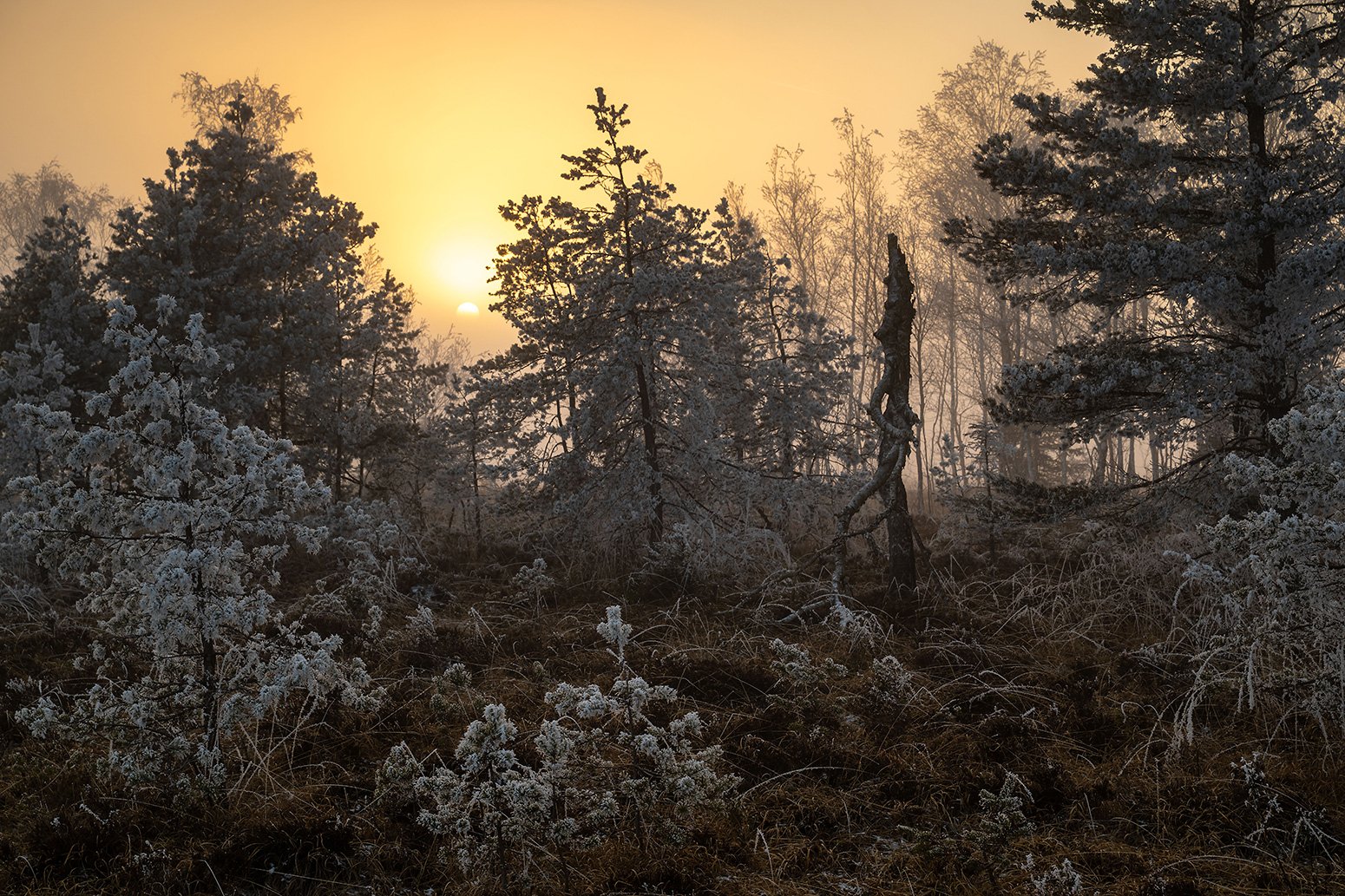 Letztes Licht im Moorwald