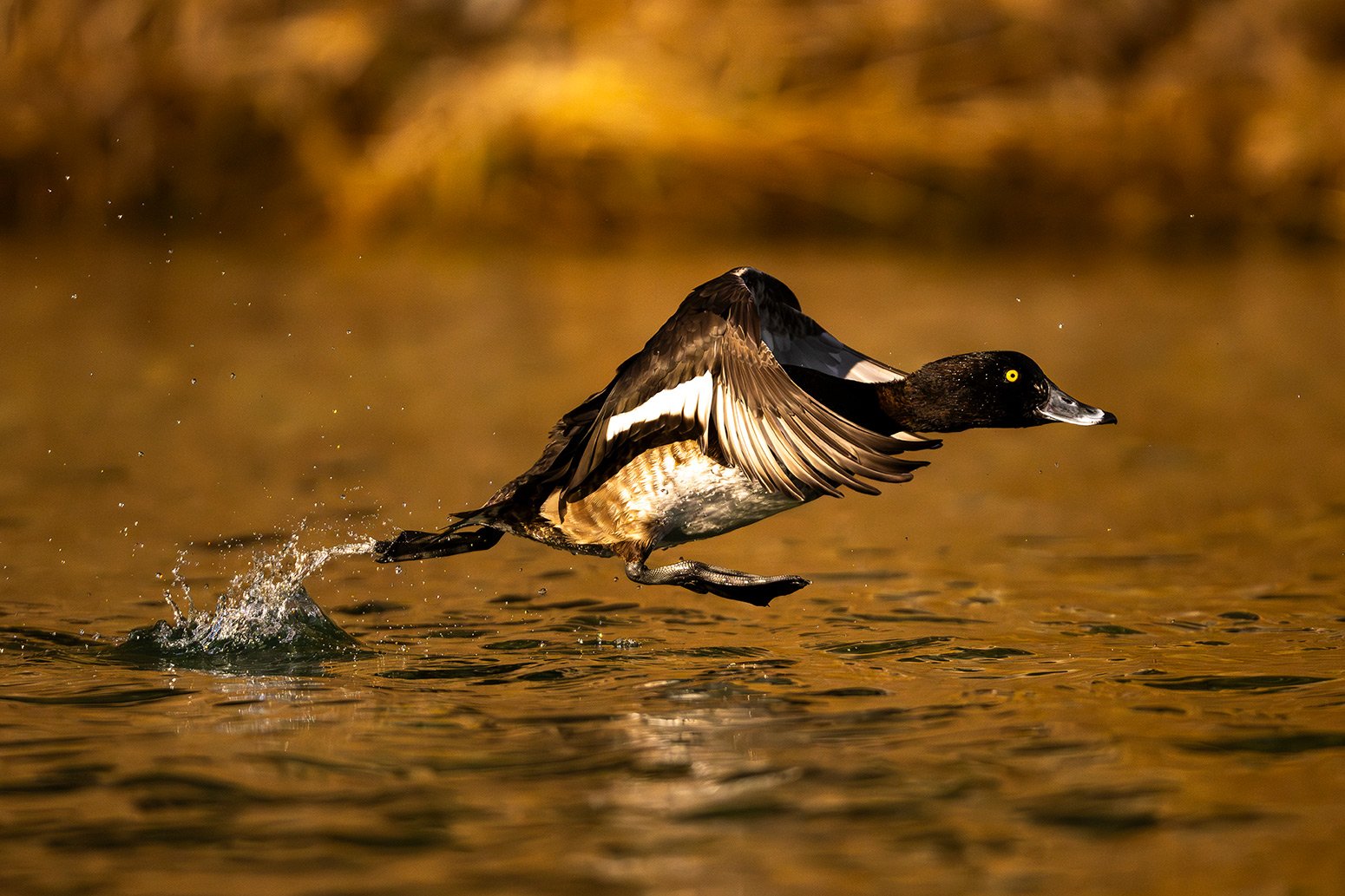 Eine Reiherente läuft mit ausgebreiteten Flügeln über die Wasseroberfläche.