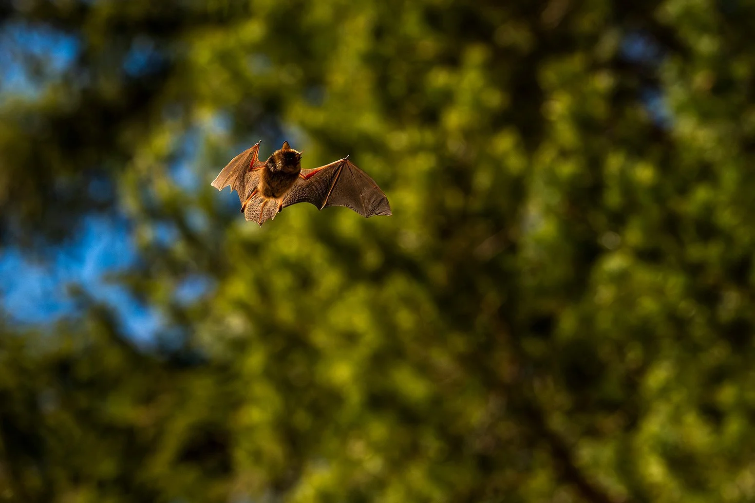 Fledermaus_022©SebastianFroelich.jpg