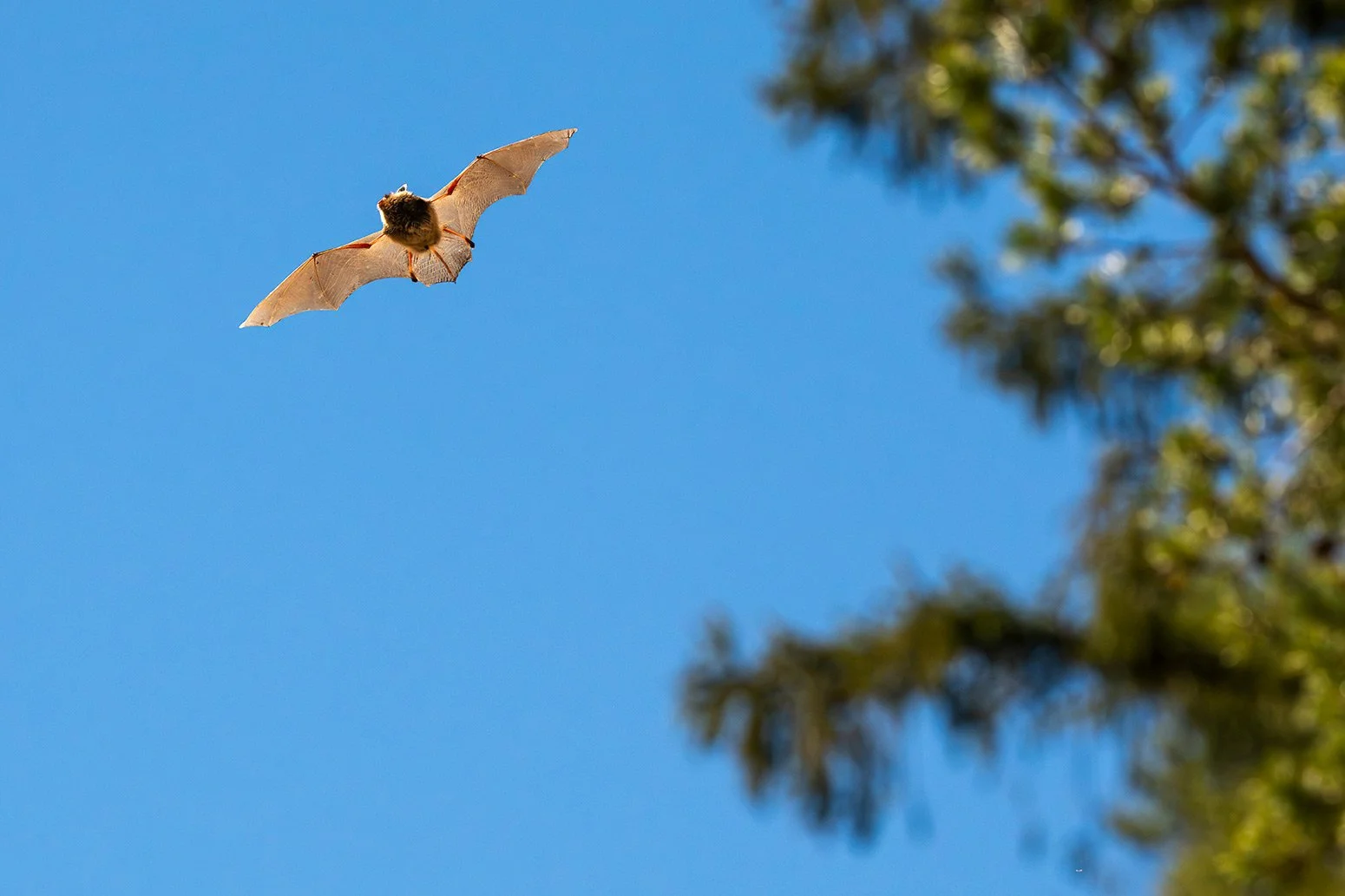 Fledermaus_020©SebastianFroelich.jpg