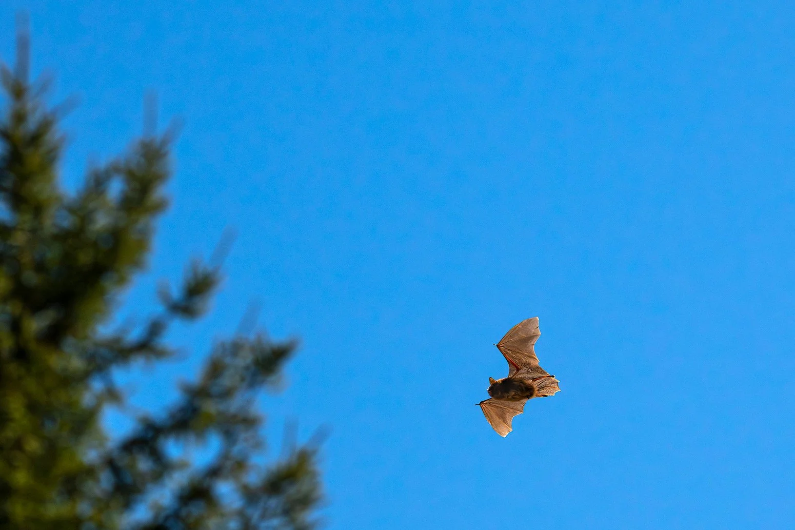 Fledermaus_017©SebastianFroelich.jpg