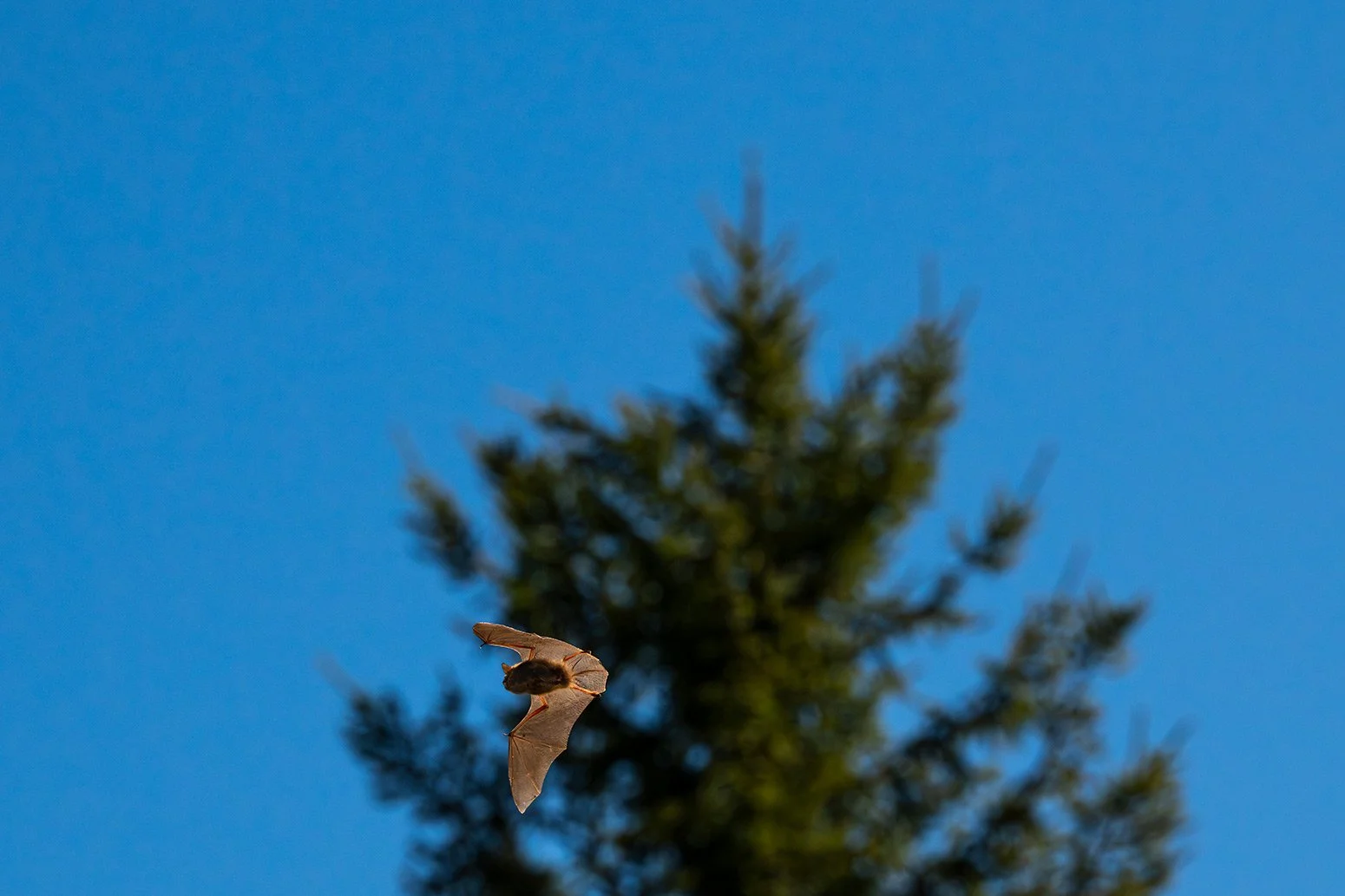 Fledermaus_016©SebastianFroelich.jpg