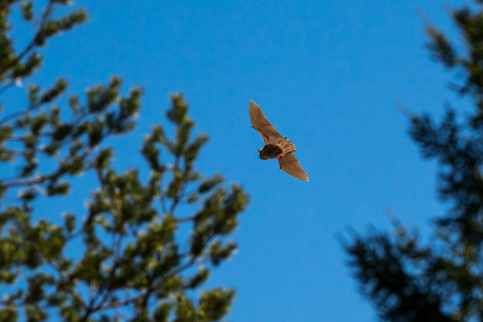 Fledermaus_015©SebastianFroelich.jpg