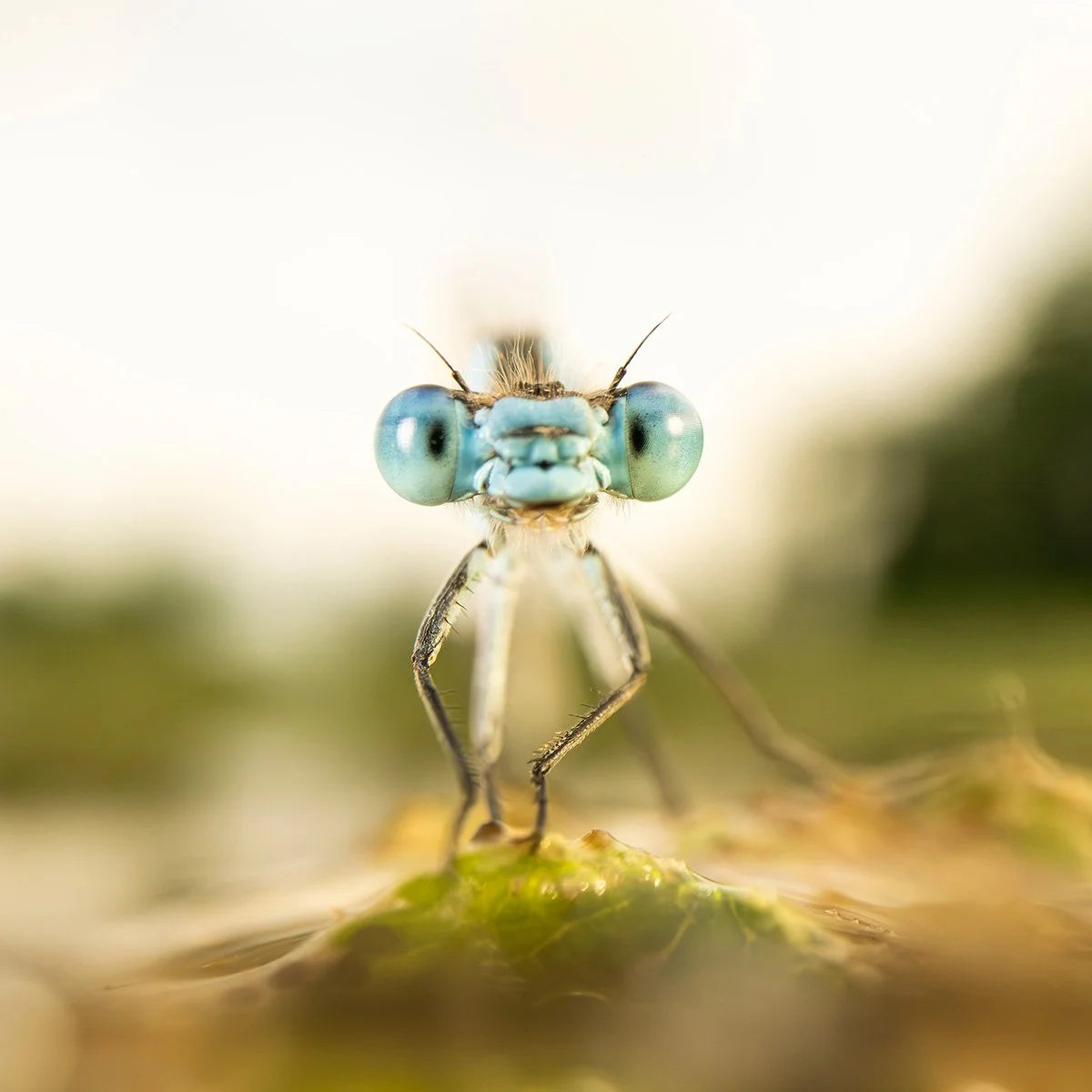 Ausstellung “Wildlife in Nantesbuch”