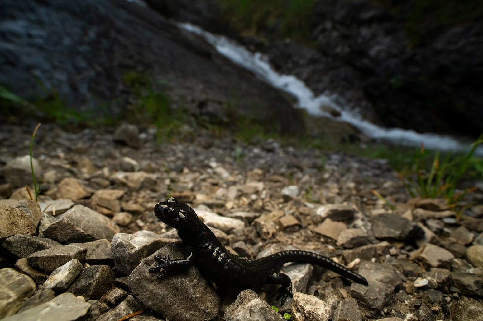 Ein schwarzer Alpensalamander vor einem rauschenden Wasserfall am Namlosbach in der Dämmerung.