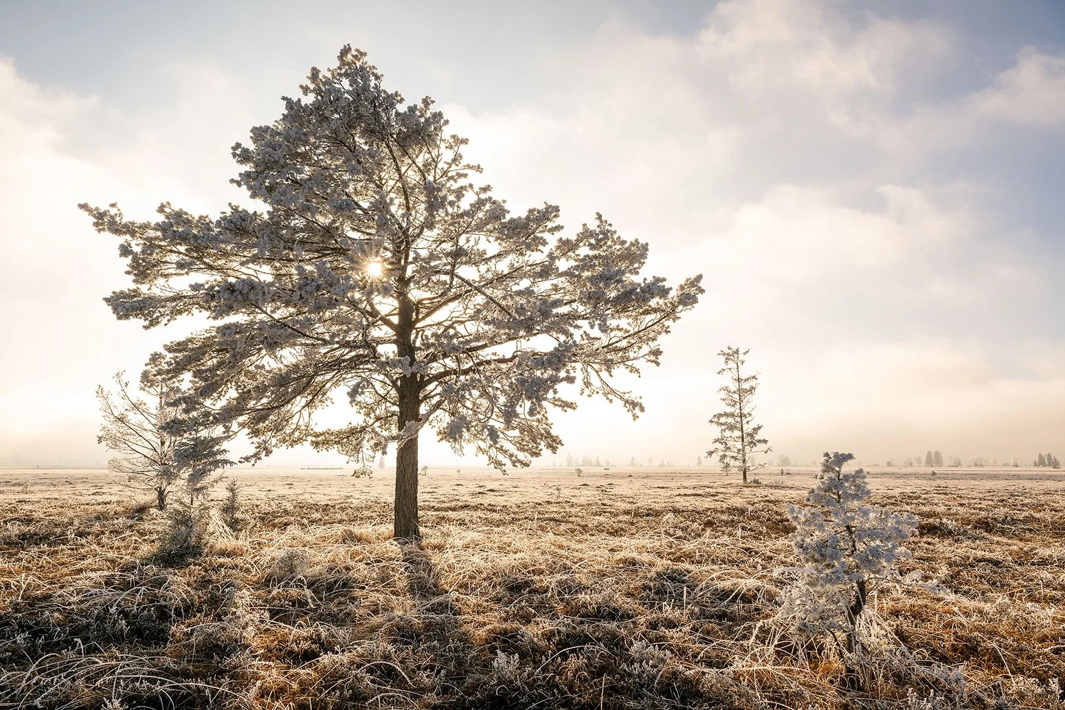 Waldkiefer im winterlichen Hochmoor