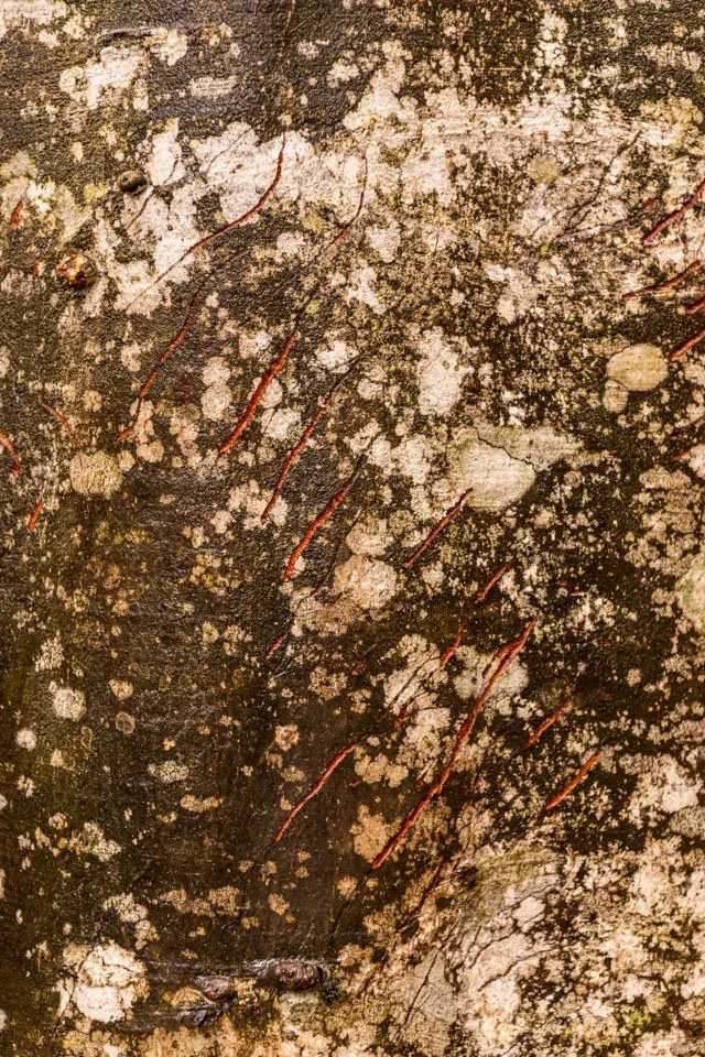 Kratzspuren eines jungen Bären an einem Baumstamm