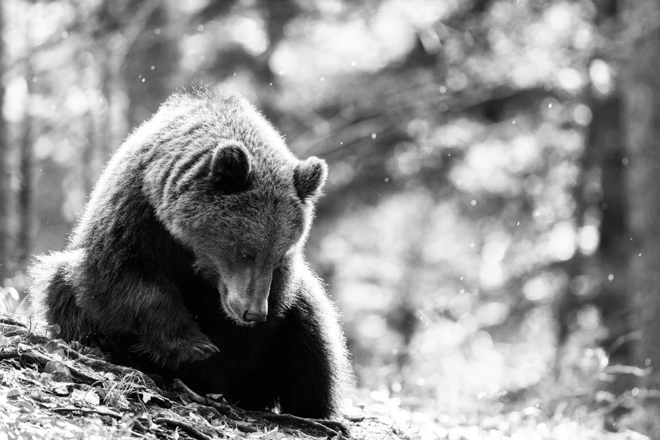 Ein Braunbär sitzt im leichten Regen am Waldboden und sucht Futter.