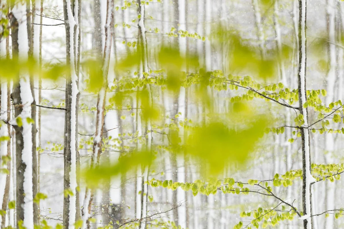 Frisches Buchenlaub im Frühling bei Schneefall