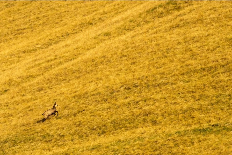 Gams springt Bergauf durch hohes goldenes Gras in einer Bergwiese im Karwendel.