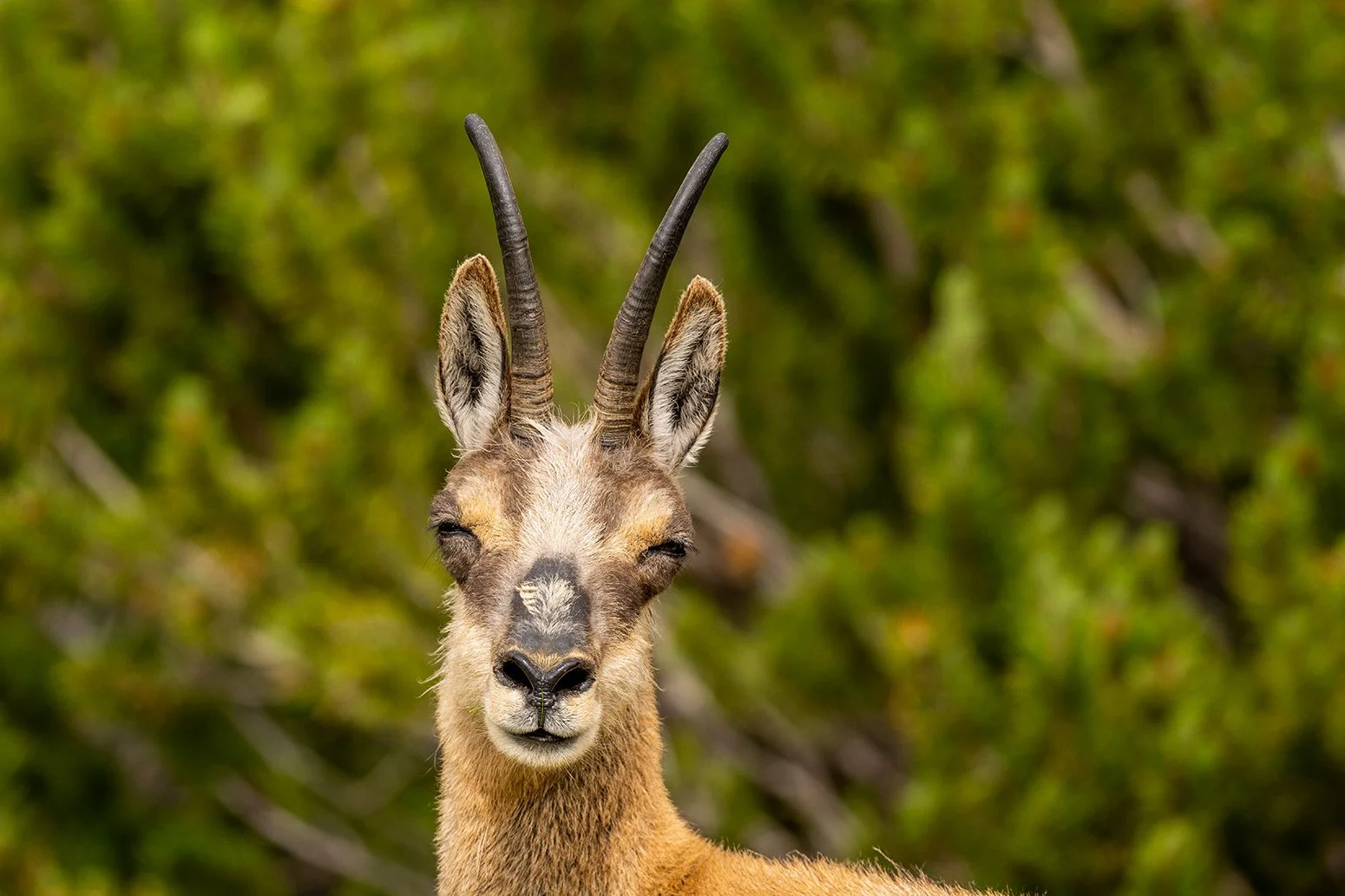 Porträt einer grinsenden Gämse im Karwendelgebirge. Die alpine Wildziege blickt direkt in die Kamera vor unscharfem Bergwald-Hintergrund.