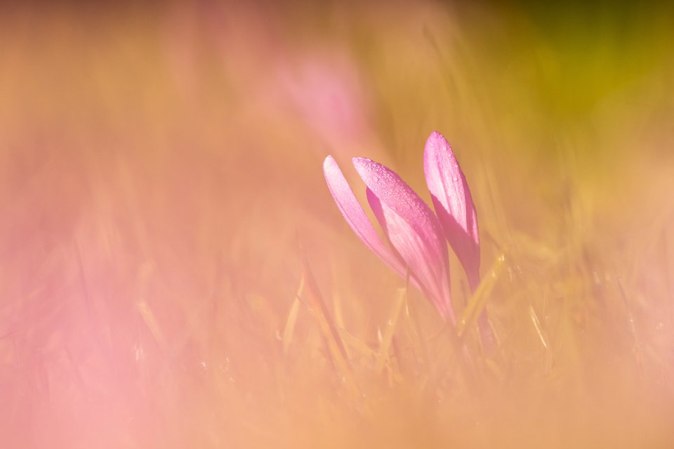 Blüten der Herbstzeitlosen  (Colchicum autumnale) auf einer Wiese, bodennah fotografiert mit Tautropfen.